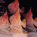 36 Food Sculpture.jpg